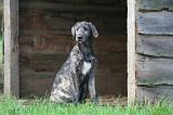 IRISH WOLFHOUND 293
